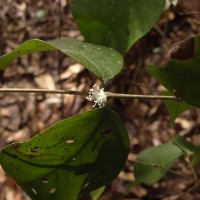 Eugenia rotundata (Trimen) Trimen